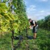 Jungwein BIO 2024 – Bild 3