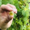 Jungwein BIO 2024